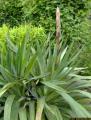 yucca gloriosa 035 web