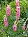 lupins 005 web