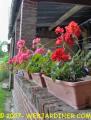 geraniums web