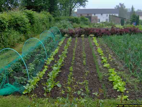 potager 016 web