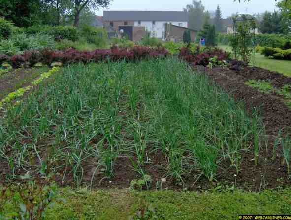 potager 017 web