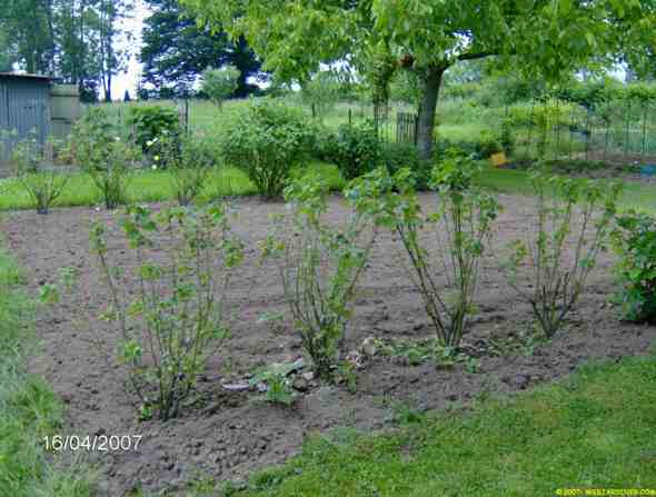 agrandissemnt potager 686 web