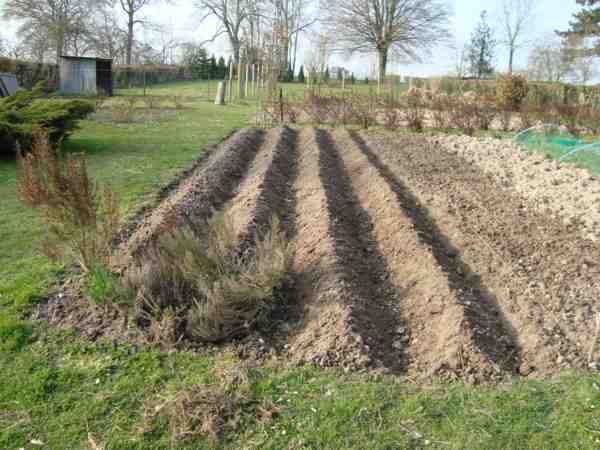 Plantation pommes de terre 2009