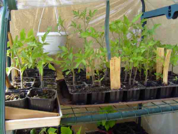 semis de tomates