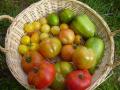première récolte tomates 2007