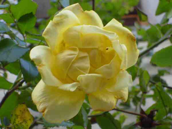 rose jaune vue de près
