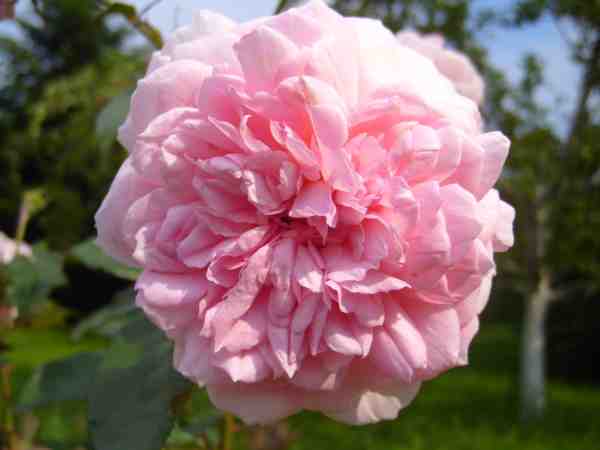 rose de cornouaille harhandy