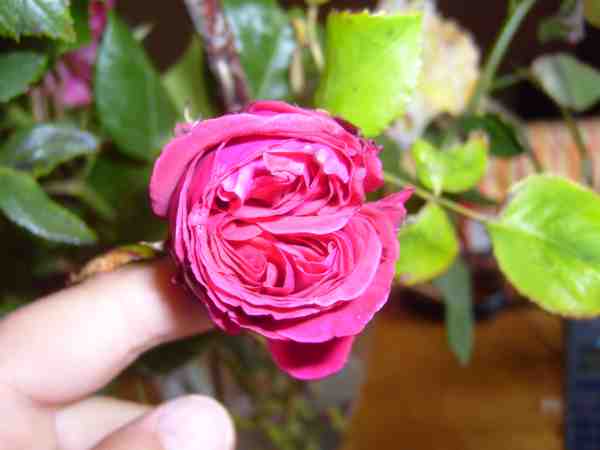 Rosier ancien n°1