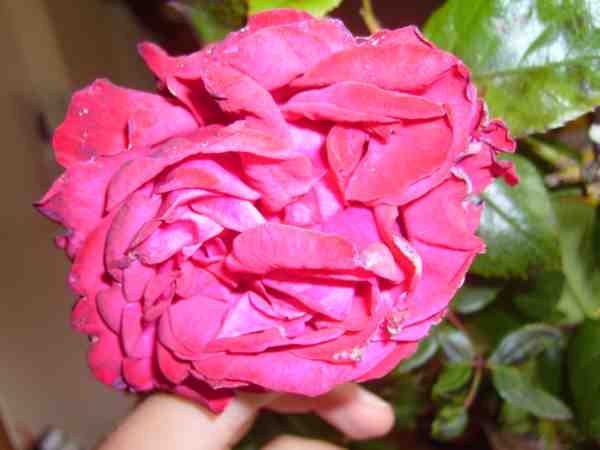 rosier ancien fleurit