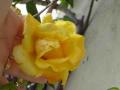 rose jaune en cours d eclosion