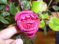 Rosier ancien n°1