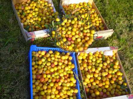 récolte de mirabelle en août 2007