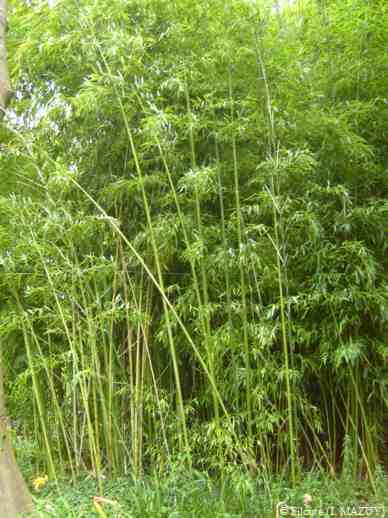 le jardin d eau  - bambou web
