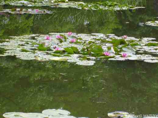 le jardin d eau  2 web