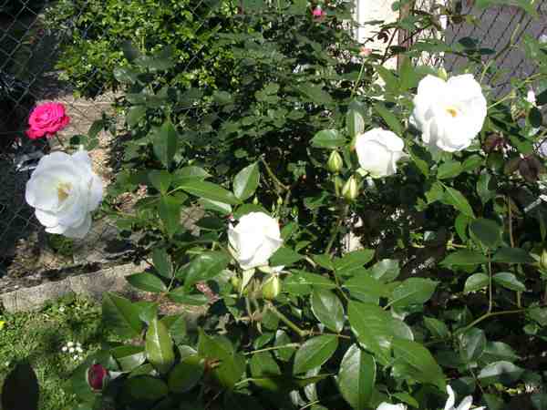 très florifère