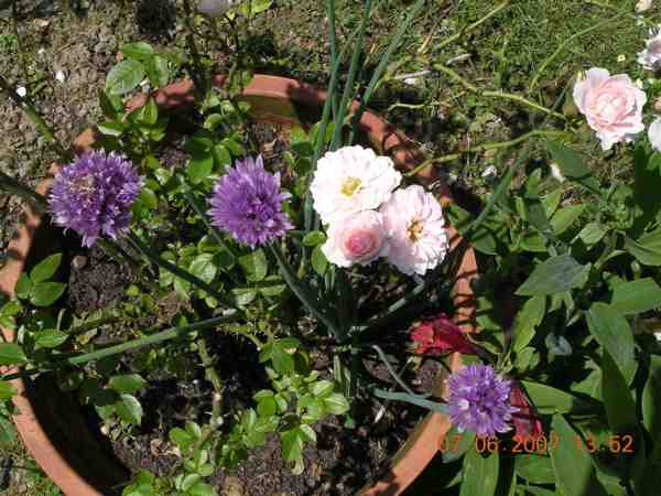 rescapé des orages et de la marsonia !