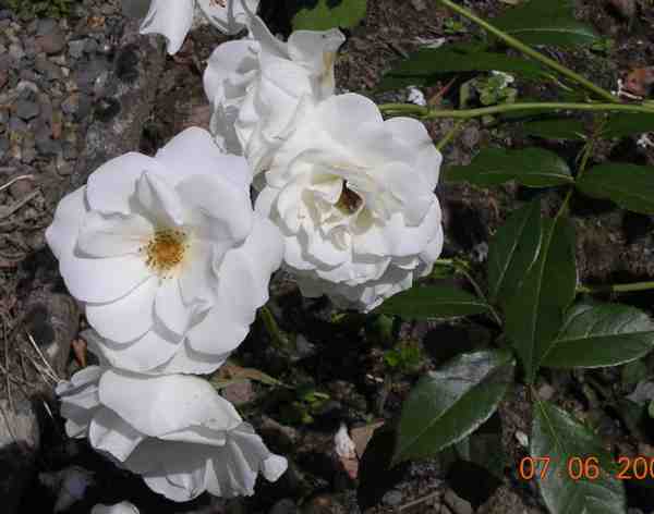 blanc immaculé , tige fine et souple ...