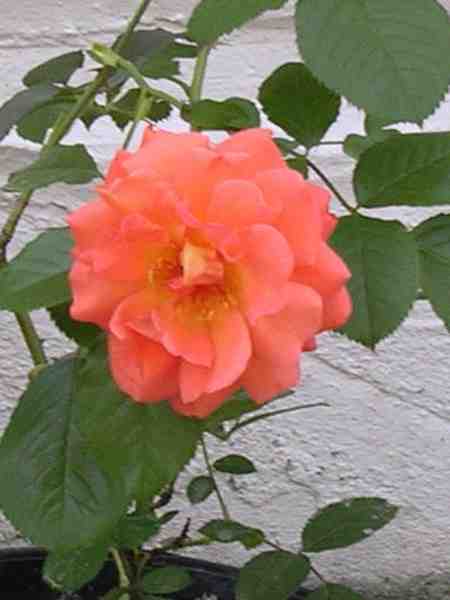 première rose de westerland