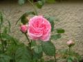 sa fleur vue de prés