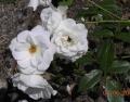 blanc immaculé , tige fine et souple ...