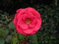 ne dirait-on pas une fleur de camélia ,?