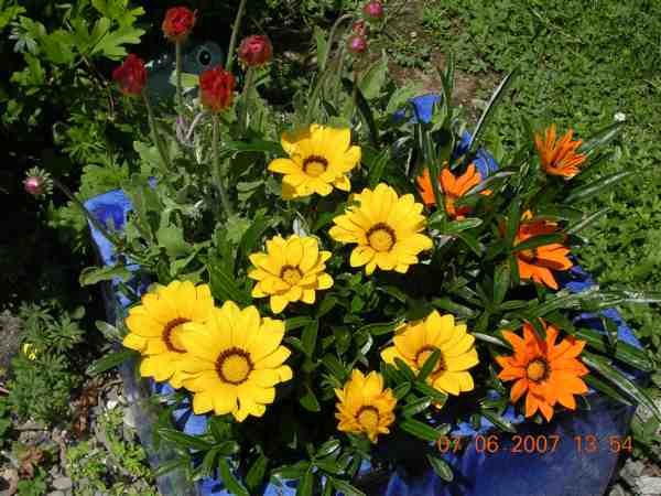 coupe de gazanias