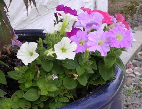 petits pétunia !