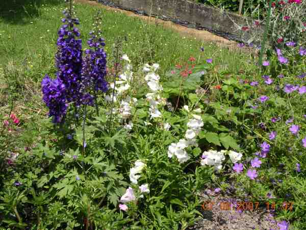 penstemont blancs et delphiniums bleus