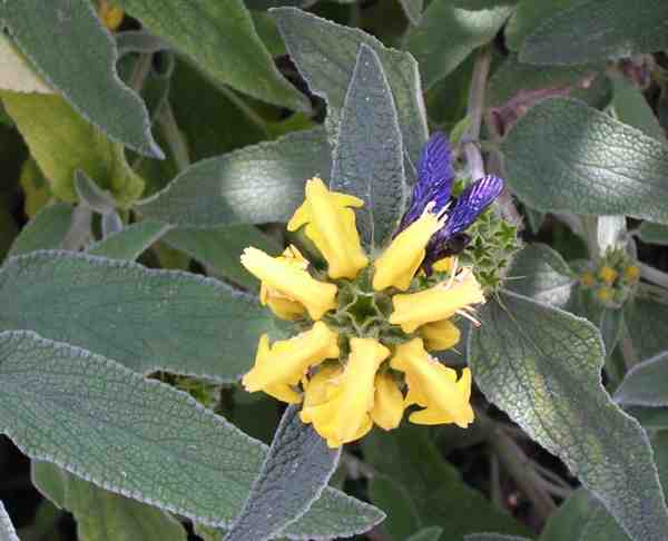phlomis visité par un bourdon