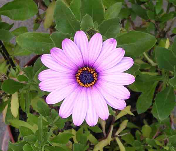 fleur de dimorphotca