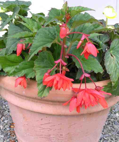 fleurs de bgonia