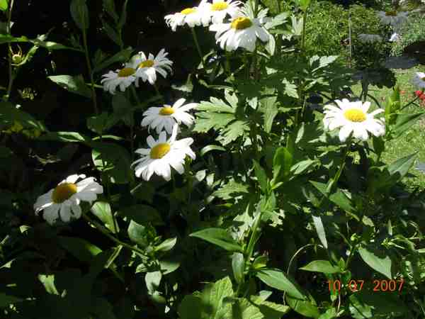 quelques marguerites