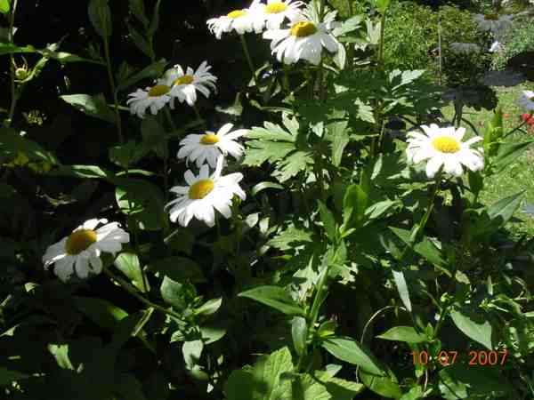 quelques marguerites