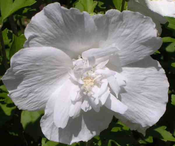 althéa double