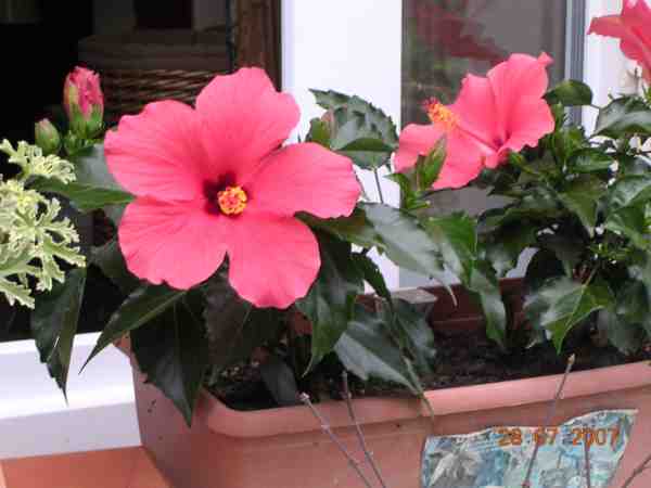 hibiscus