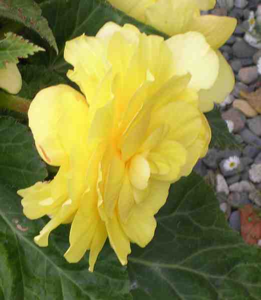 un beau bégonia