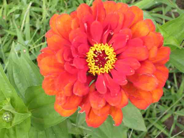 un zinnia !