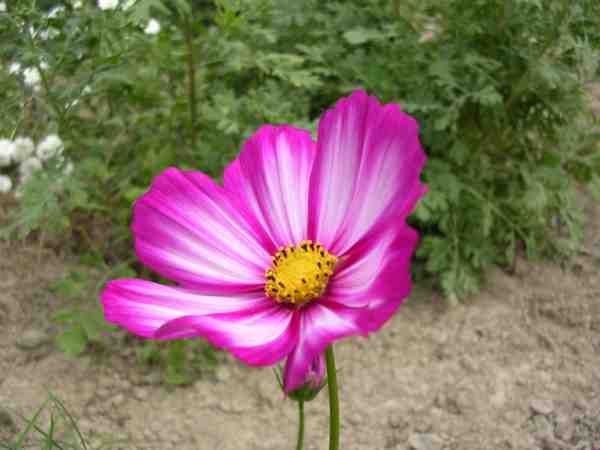 un cosmos d'une couleur différente