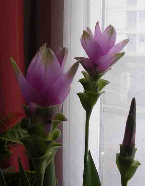 un curcuma