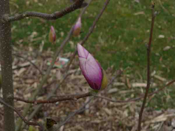 un bouton de magnolia