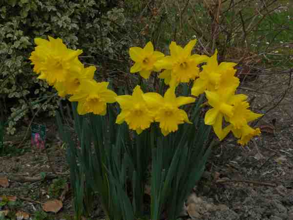 touffe de jonquilles