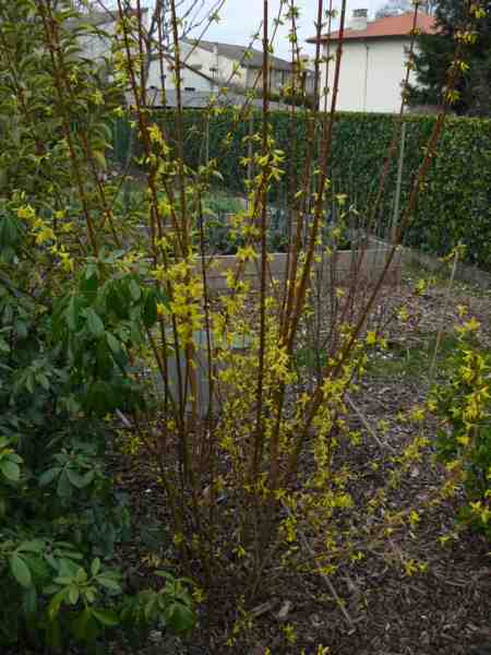 premières fleurs du forsythia