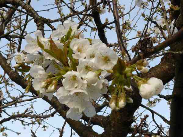 fleurs de cerisier