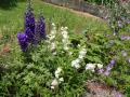 penstemont blancs et delphiniums bleus