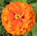 un autre zinnia