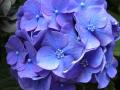 une des dernières fleurs encore en couleur !!!