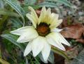 gazania qui ne craint pas l'hiver