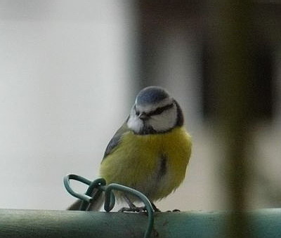 mésange bleue