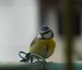 mésange bleue