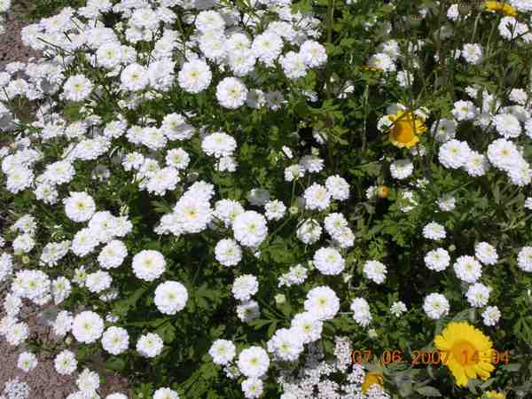 une des sauvageonnes de la prairie !